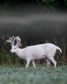 a white deer with antlers walking through the grass