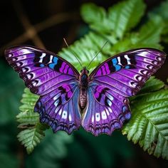 a purple butterfly sitting on top of a green leaf