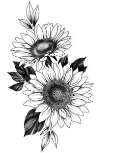 black and white drawing of three sunflowers