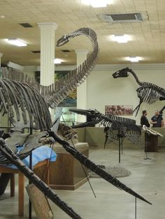 a museum filled with lots of different types of dinosaur skeleton and people looking at them