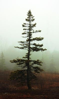 a lone pine tree in the middle of a foggy field