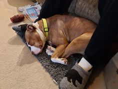 a dog laying on the floor with his head on someone's leg wearing socks