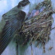 a bird sitting on top of a wooden table next to a nest filled with twigs