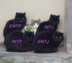 INFJ join us please Analysts And Infj, Infj Infj Relationship, Infj Intj Meme, Entp And Infj Funny, Entp X Infj Relationship, Mbti Infj Ships, Infj X Entp Mbti