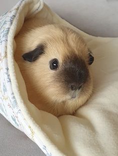 a small brown and black dog laying on top of a bed covered in a blanket