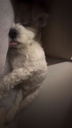 a small white dog standing on it's hind legs in front of a wall