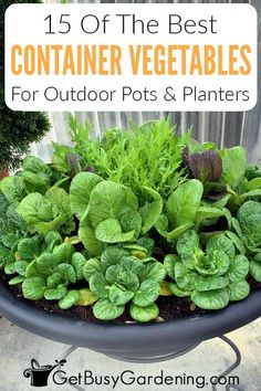 the best container vegetables for outdoor pots and planters