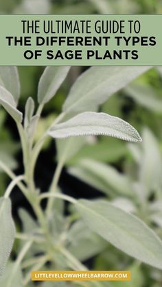 the ultimate guide to the different types of sage plants