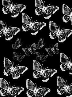 many white butterflies flying in the air on a black background stock photo - 138798