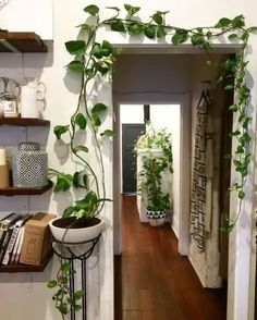 a hallway with shelves and plants on the wall, along with other decorating items