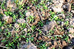 small green plants growing out of the ground in dirt and grass with rocks on either side