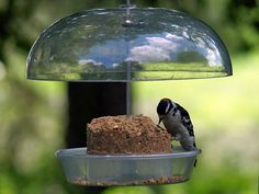 a bird eating food from a feeder in front of a green tree and blue sky