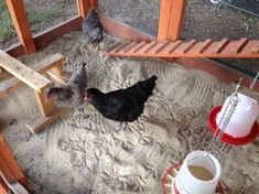 two chickens are standing in the sand next to some feeders and buckets with food on them