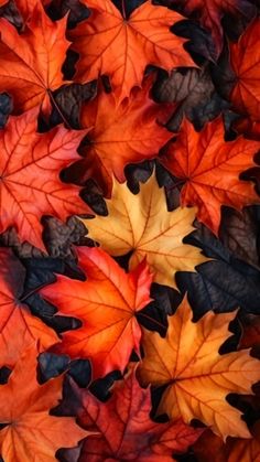 many different colored leaves laying on top of each other