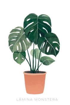 a potted plant with large green leaves on it's side, in front of a white background