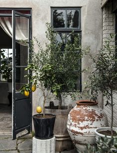 an orange tree is growing in a pot next to two large vases with lemons on them