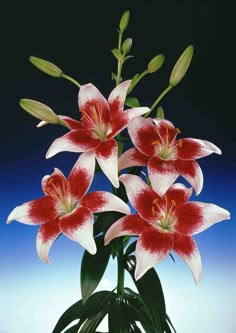 red and white flowers in a glass vase