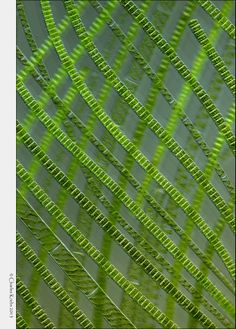 the underside of a green leaf is shown