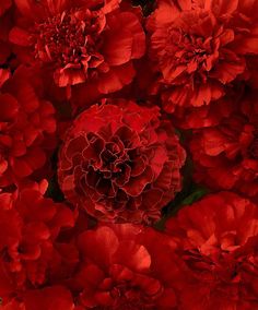 red flowers with green leaves in the middle