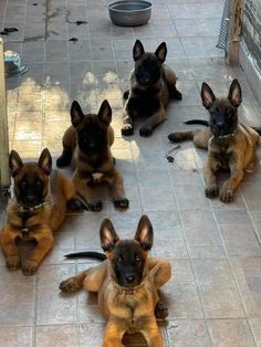 four german shepherd puppies laying on the ground