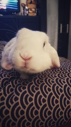 a white rabbit is sitting on top of a black and brown pillow with its eyes closed