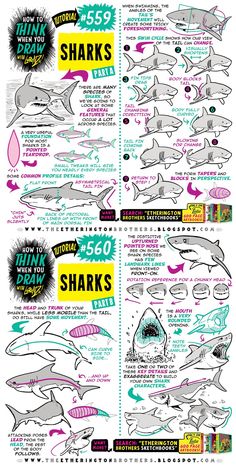 an info sheet showing the different types of sharks and how they can be used to draw them