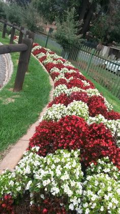 the flowers are lined up along the fence