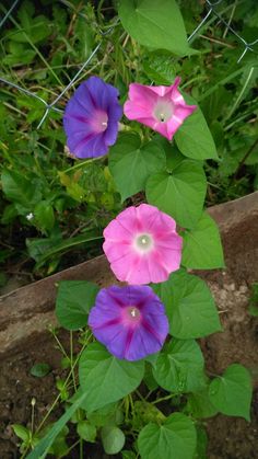 purple and pink flowers growing on the side of a fenced in area with green leaves