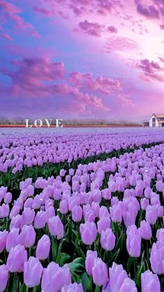 a field full of purple tulips under a cloudy sky