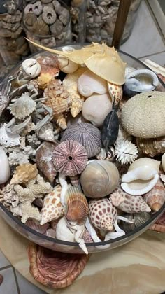 a bowl filled with sea shells on top of a table