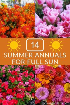 colorful annuals for the full sun are featured in this collage with text overlay