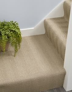 a potted plant sitting on top of a carpeted stair case next to a white wall