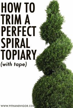 a tall green tree with the words how to trim a perfect spiral topiary