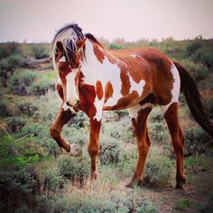 a brown and white horse standing on top of a lush green field next to bushes