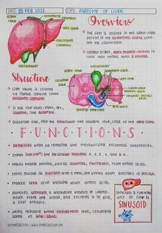 a drawing of the functions of the human body and their functions in organ systems, including the livers