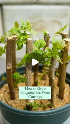 a potted plant with some small trees growing out of it and the words how to grow bouganilla from seedlings