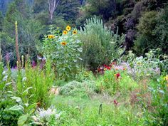 a field with lots of flowers and trees in the background, surrounded by tall grass