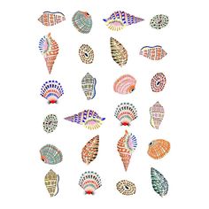 many different types of seashells on a white background