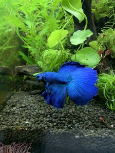 a blue siamese fish in an aquarium with green plants and rocks on the bottom