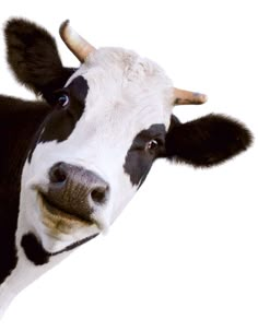 a black and white cow is looking at the camera with a smile on its face