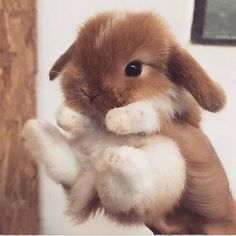 a brown and white stuffed rabbit is holding it's paws up in the air