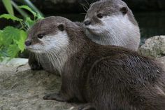 two otters are sitting on some rocks