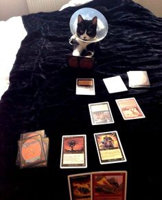 a cat sitting on top of a bed surrounded by cards