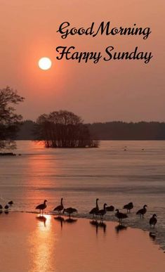 birds are standing in the water at sunset with words that read good morning happy sunday