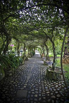 a stone pathway with trees and plants on either side