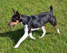 a small black and brown dog walking across a lush green field