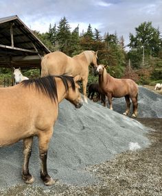 three horses are standing in the dirt near some trees and a building with a wooden roof