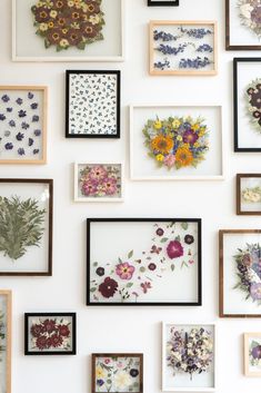 many framed flowers are displayed on the wall