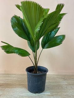 a large green plant in a black pot