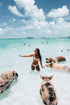 a woman standing in the ocean surrounded by pigs